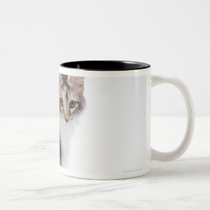 Maine-Waschbärkatze Zweifarbige Tasse