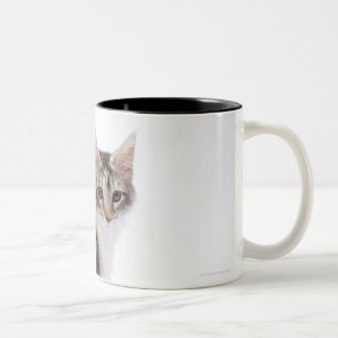 Maine-Waschbärkatze Zweifarbige Tasse