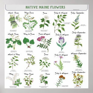 Maine Wildblumen Blossom Monatsname Poster