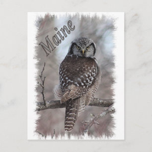 Maine Wildnis - Nordhawkaule Postkarte