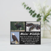 Maine Wildnis Postkarte (Stehend Vorderseite)