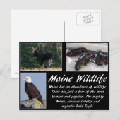 Maine Wildnis Postkarte (Vorne/Hinten)