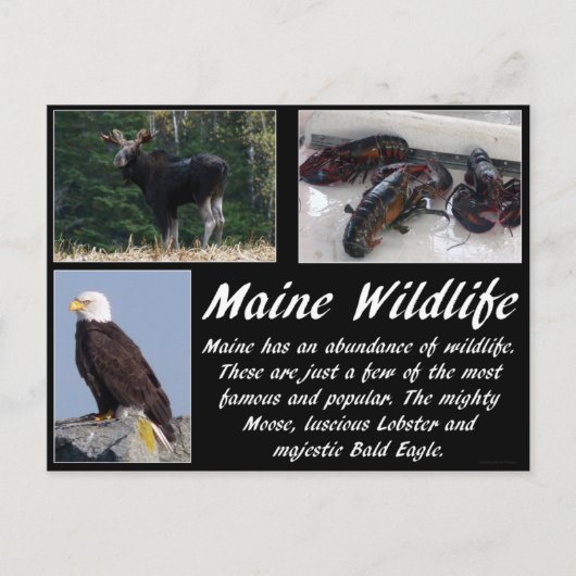 Maine Wildnis Postkarte (Vorderseite)