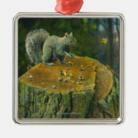 MaineA wenig Nussknacker-Eichhörnchen von Maine