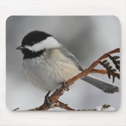 MaineChickadee Mousepad (Vorne)