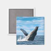 MaineHumpback Whale Scene Magnet (Vorderseite/Rückseite)