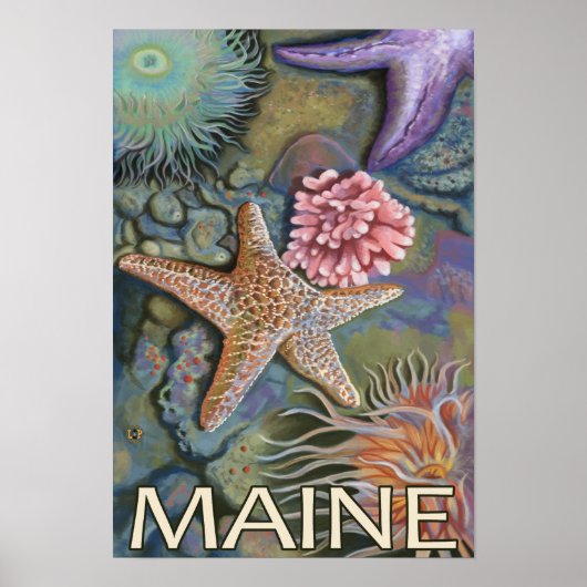 MaineTidepool Scene Poster (Vorne)
