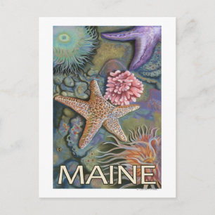 MaineTidepool Scene Postkarte