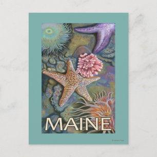 MaineTidepool Scene Postkarte