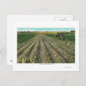 MaineView einer Kartoffelfarm in Maine Postkarte (Vorne/Hinten)