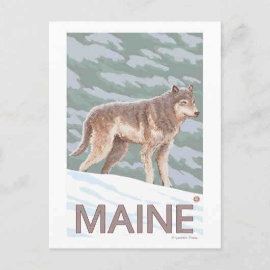 MaineWolf-Szene Postkarte (Vorderseite)