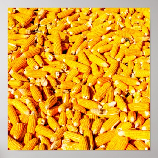 Mais auf dem Cob Poster (Vorne)