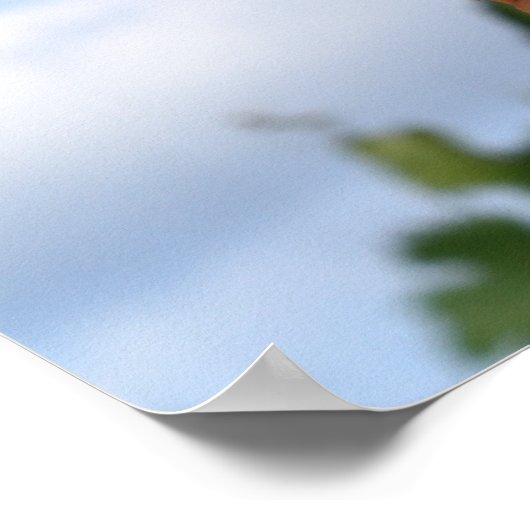 Mais auf dem Cob-Poster Poster (Ecke)