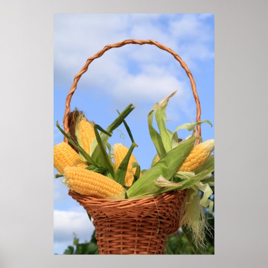 Mais auf dem Cob-Poster Poster (Vorne)