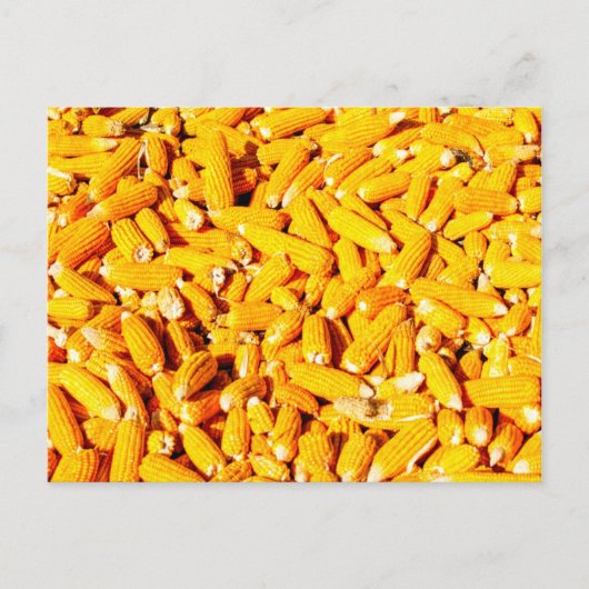 Mais auf dem Cob Postkarte (Vorderseite)