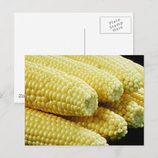 Mais auf dem Cob Postkarte (Vorne/Hinten)