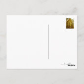 Mais nah Postkarte (Rückseite)