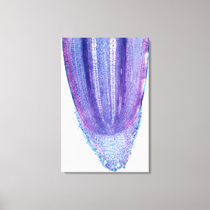 Mais-Pflanzen-Wurzel-Spitze Leinwanddruck