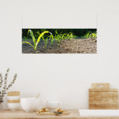 Mais Poster (Küche)