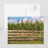 Mais Postkarte (Vorne/Hinten)