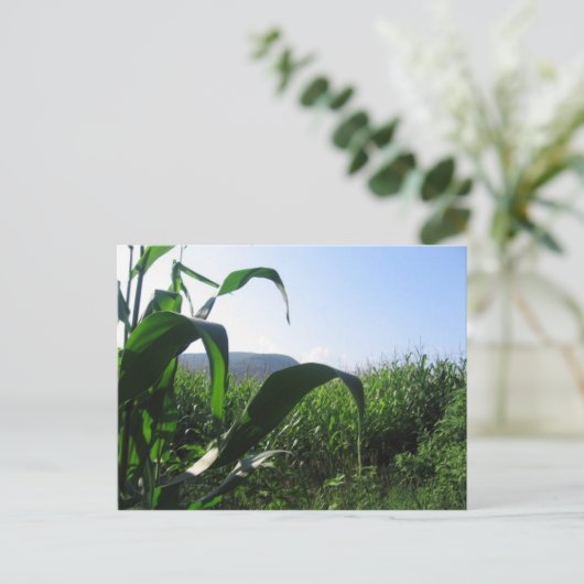 Mais Postkarte (Stehend Vorderseite)