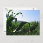 Mais Postkarte (Vorne/Hinten)