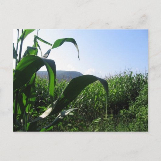 Mais Postkarte (Vorderseite)