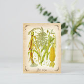 Mais - Vintage Abbildung Postkarte (Stehend Vorderseite)