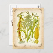 Mais - Vintage Abbildung Postkarte (Vorne/Hinten)