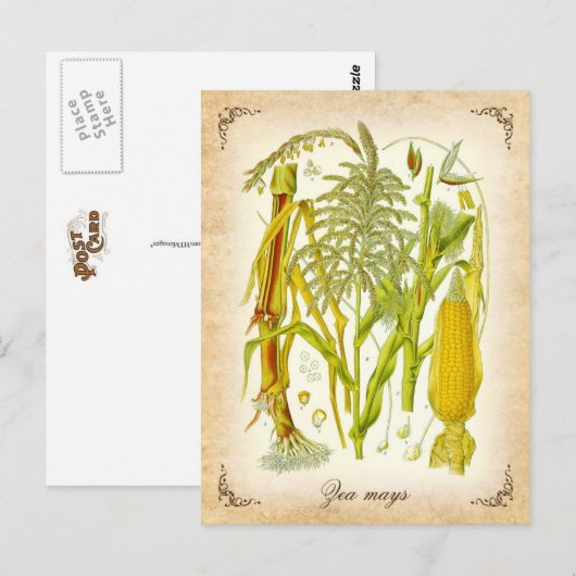 Mais - Vintage Abbildung Postkarte (Vorne/Hinten)