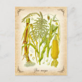 Mais - Vintage Abbildung Postkarte (Vorderseite)