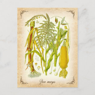 Mais - Vintage-Illustration Postkarte