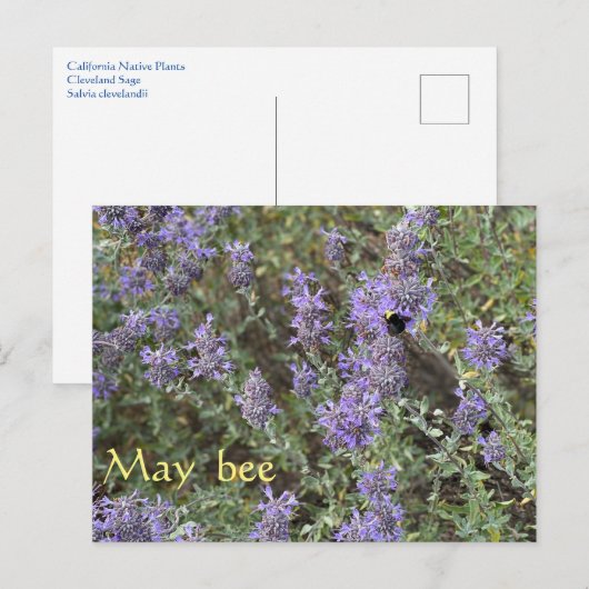 Maisbiene Postkarte (Vorne/Hinten)