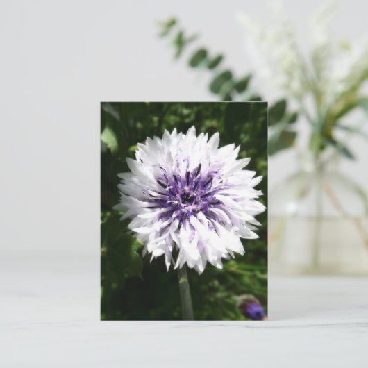 Maisblume Postkarte (Stehend Vorderseite)