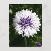 Maisblume Postkarte (Vorderseite)