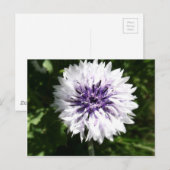 Maisblume Postkarte (Vorne/Hinten)