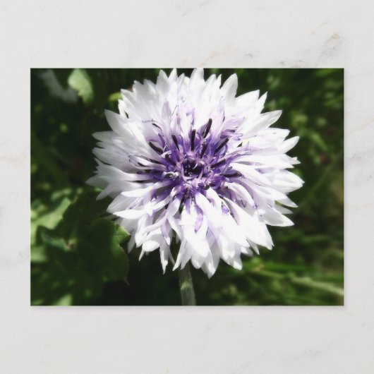 Maisblume Postkarte (Vorderseite)