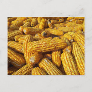 Maisernte Postkarte