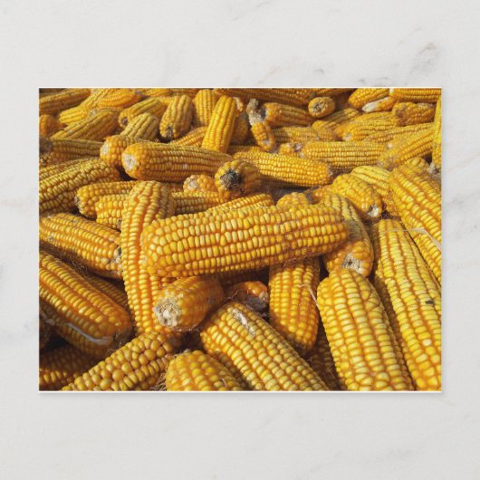 Maisernte Postkarte (Vorderseite)