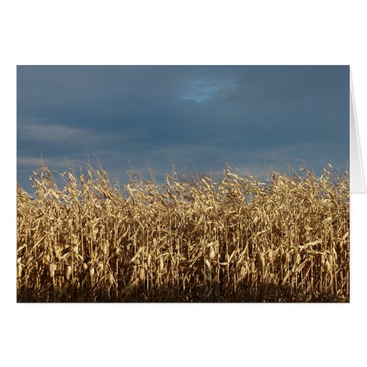 Maisfeld (Vorderseite (Horizontal))