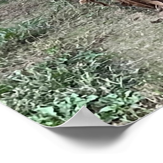 Maisfeld-Foto-Plakat Poster (Ecke)