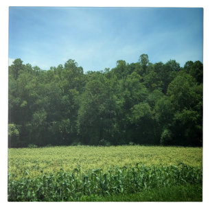 Maisfeld im ländlichen North Carolina Fliese
