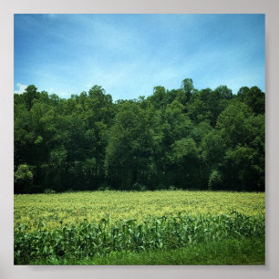 Maisfeld im ländlichen North Carolina Poster