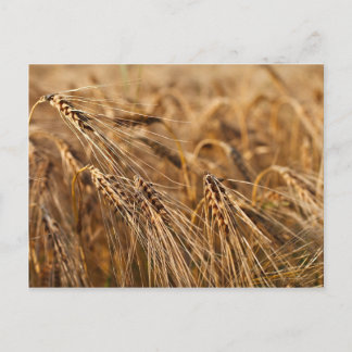 Maisfeld mit Getreide Postkarte
