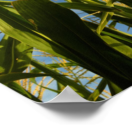 Maisfeld Poster (Ecke)