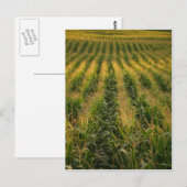 Maisfeld Postkarte (Vorne/Hinten)