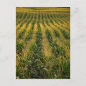 Maisfeld Postkarte (Vorderseite)