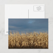 Maisfeld Postkarte (Vorne/Hinten)