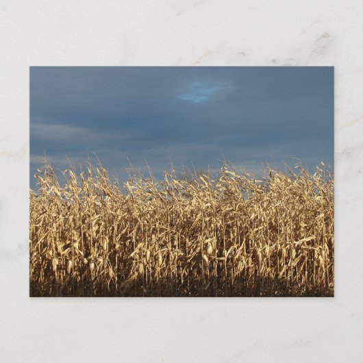 Maisfeld Postkarte (Vorderseite)