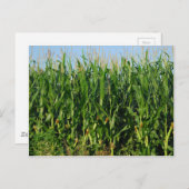 Maisfeld Postkarte (Vorne/Hinten)